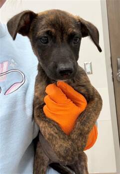 TOMMY LEE -  Pit Bull Terrier Dog for Adoption in Baytown, Texas - TOMMY LEE | PetCurious