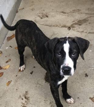 Rescue Mixed Breed Dogs for Adoption in West Chester, Pennsylvania - Davis | PetCurious