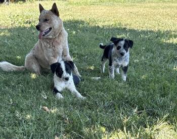Puppies -  Australian Cattle Dog Blue Heeler Dog for Adoption in Vacaville, California - Puppies | PetCurious