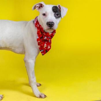 Pit Bull Terrier and Mixed Breed Dogs Available for Adoption - WINTER | PetCurious