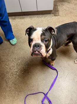 Brutus -  English Bulldog Dog for Adoption in Valparaiso, Indiana - Brutus | PetCurious