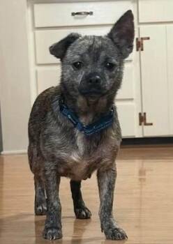 Mouse -  Chihuahua Dog for Adoption in Germantown, Ohio - Mouse | PetCurious
