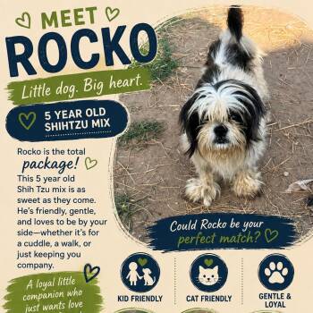 Rocko -  Maltese Dog for Adoption in Anahuac, Texas - Rocko | PetCurious