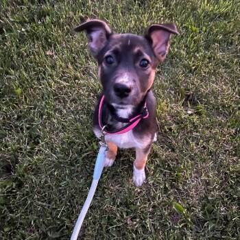 Sunday -  Mixed Breed Dog for Adoption in Tomah, Wisconsin - Sunday | PetCurious
