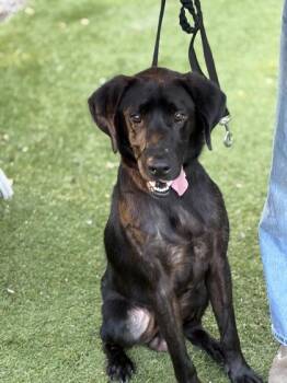 Frank Gallagher -  Labrador Retriever and Mixed Breed Dog for Adoption in West Chester, Pennsylvania - Frank Gallagher | PetCurious