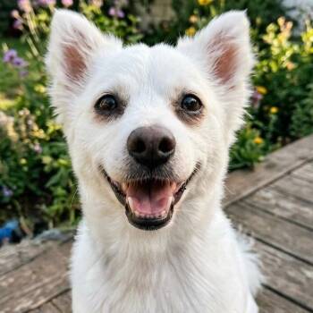 American Eskimo Dog Dogs Available for Adoption in Newport Beach, California - Cooper | PetCurious
