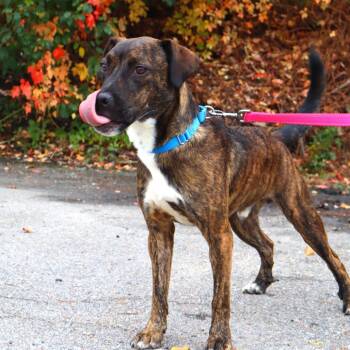 Jake -  Mixed Breed Dog for Adoption in Warwick, Rhode Island - Jake | PetCurious
