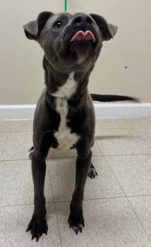 Labrador Retriever and Mixed Breed Dogs Available for Adoption - Alfredo | PetCurious