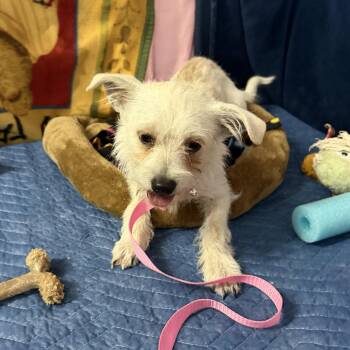 Skipper - 14 lbs -  Chihuahua Dog for Adoption in Muldrow, Oklahoma - Skipper - 14 Lbs | PetCurious