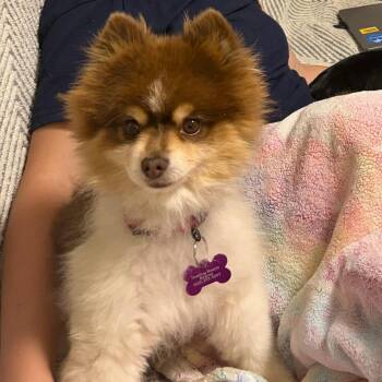 Reo -  Pomeranian Dog for Adoption in Minneapolis, Minnesota - Reo | PetCurious