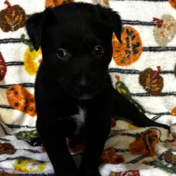 Franny -  Labrador Retriever and Australian Shepherd Dog for Adoption in Liverpool, Texas - Franny | PetCurious