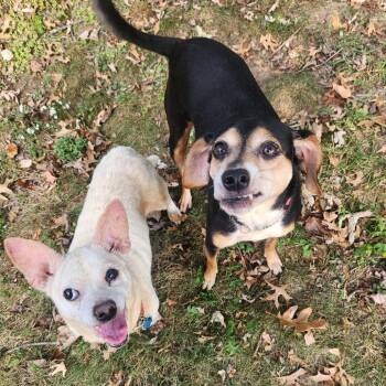 Rescue Beagle and Mixed Breed Dogs for Adoption in Avon, Ohio - Tara (Bonded W/ Teddy) | PetCurious