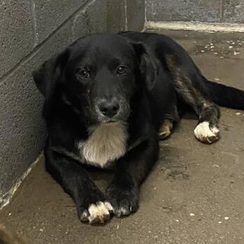 Bennie -  Mixed Breed Dog for Adoption in Corbin, Kentucky - Bennie | PetCurious