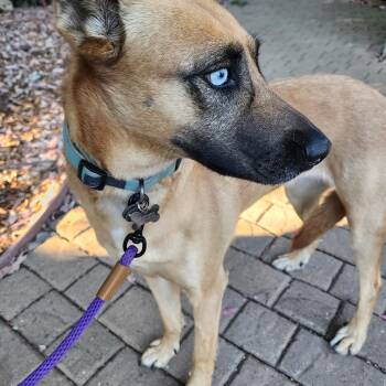 Safari -  Belgian Shepherd Malinois Dog for Adoption in Lafayette, California - Safari | PetCurious