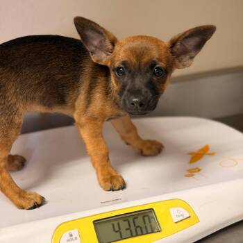 Armani -  Chihuahua and Dachshund Dog for Adoption in San Antonio, Texas - Armani | PetCurious