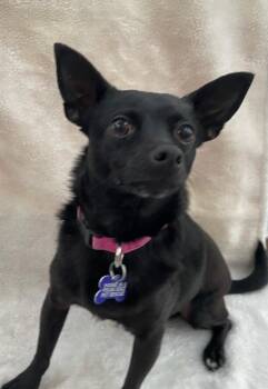 Chihuahua Dogs Available for Adoption - Pantera | PetCurious