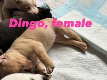 Pit Bull Terrier Dogs Available for Adoption - Dingo | PetCurious