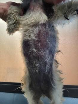 Terrier Dogs Available for Adoption - Pen 218 Linda | PetCurious