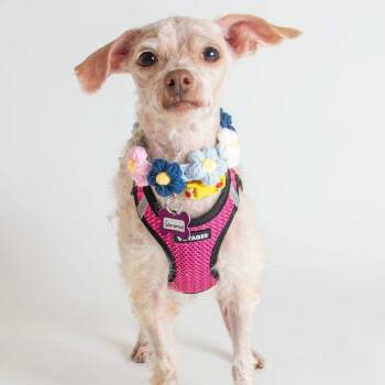 Glamamour 14180 -  Miniature Poodle Dog for Adoption in San Francisco, California - Glamamour 14180 | PetCurious