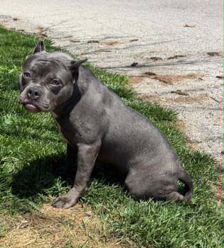 Pit Bull Terrier Dogs Available for Adoption in Springfield, Illinois - Ethel | PetCurious