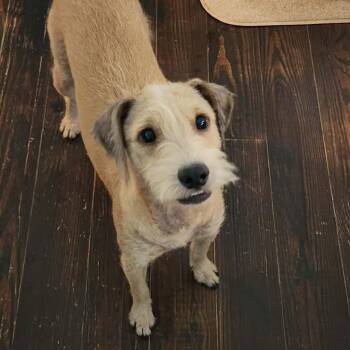 Amber Jo EJS -  Schnauzer and Mixed Breed Dog for Adoption in Austin, Texas - Amber Jo EJS | PetCurious
