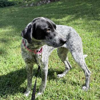 Yasmin -  Mixed Breed Dog for Adoption in Auburn, Alabama - Yasmin | PetCurious