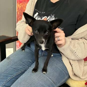 Pixie the Chihuahua mix puppy -  Chihuahua Dog for Adoption in Muskego, Wisconsin - Pixie The Chihuahua Mix Puppy | PetCurious