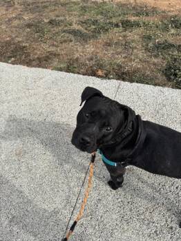 Labrador Retriever and Pit Bull Terrier Dogs Available for Adoption - Felix | PetCurious