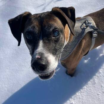 Pancho -  Mixed Breed Dog for Adoption in Madison, Wisconsin - Pancho | PetCurious