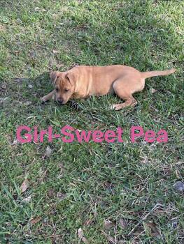 Labrador Retriever Dogs Available for Adoption - Sweet Pea | PetCurious