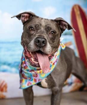 Bella -  Pit Bull Terrier Dog for Adoption in Minneapolis, Minnesota - Bella | PetCurious