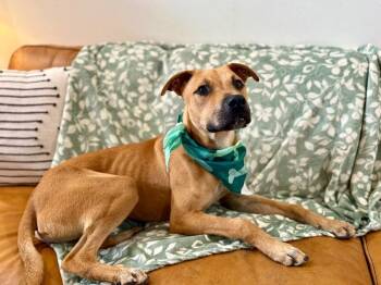 Black Mouth Cur and Rhodesian Ridgeback Dogs Available for Adoption - Nash Shakespeare The Poet | PetCurious