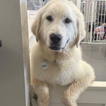 Great Pyrenees Dogs Available for Adoption in Normal, Illinois - Finnigan "Finn" | PetCurious