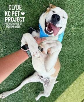 Clyde -  Mixed Breed Dog for Adoption in Kansas City, Missouri - Clyde | PetCurious