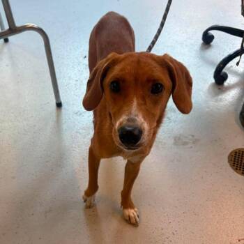 Ariel -  Mixed Breed Dog for Adoption in Huntington, West Virginia - Ariel | PetCurious