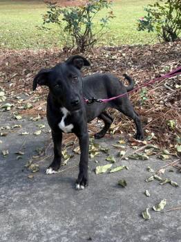 Rescue Black Labrador Retriever Dogs for Adoption in Glocester, Rhode Island - Wednesday | PetCurious