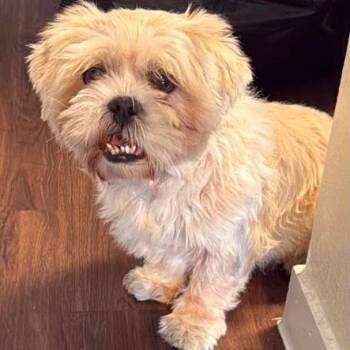 Brando -  Shih Tzu Dog for Adoption in Houston, Texas - Brando | PetCurious