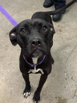 Breva -  Labrador Retriever Dog for Adoption in Cleveland, Ohio - Breva | PetCurious