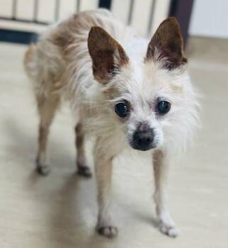 Mixed Breed Dogs Available for Adoption in West Chester, Pennsylvania - Jimmy Jazz | PetCurious