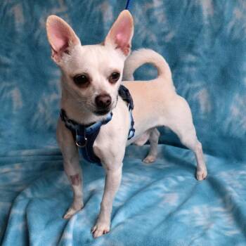Chihuahua Dogs Available for Adoption in Eureka, California - Bugle | PetCurious
