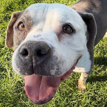 Vel 9 -  Mixed Breed Dog for Adoption in Murray, Utah - Vel 9 | PetCurious