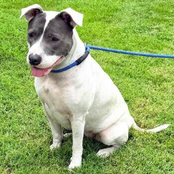 Zendaya (a/k/a Rosie) -  Pit Bull Terrier Dog for Adoption in Warrensburg, Missouri - Zendaya (a/k/a Rosie) | PetCurious