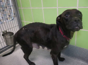 Rescue Pit Bull Terrier and Mixed Breed Dogs for Adoption in Longview, Texas - Green Bean Casserole | PetCurious