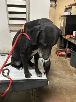 Rescue Labrador Retriever Dogs for Adoption in Hot Springs, Arkansas - Dan | PetCurious