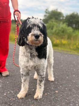 AD Dell -  Australian Shepherd and Poodle Dog for Adoption in Ashland, Wisconsin - AD Dell | PetCurious