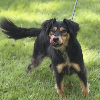 Sissy -  Retriever and Australian Shepherd Dog for Adoption in Locust Fork, Alabama - Sissy | PetCurious