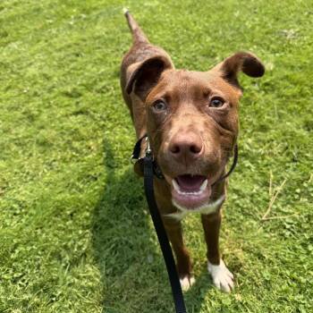 Canyon -  Chocolate Labrador Retriever and Australian Shepherd Dog for Adoption in San Diego, California - Canyon | PetCurious