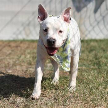Rescue American Staffordshire Terrier Dogs for Adoption in San Antonio, Texas - DOTTIE | PetCurious