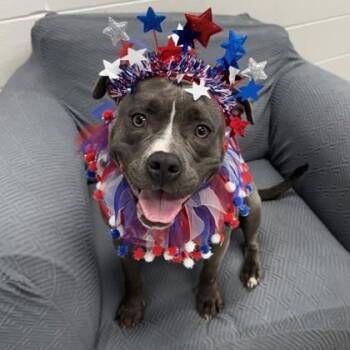 Roly Poly -  American Staffordshire Terrier and Mixed Breed Dog for Adoption in Wheaton, Illinois - Roly Poly | PetCurious