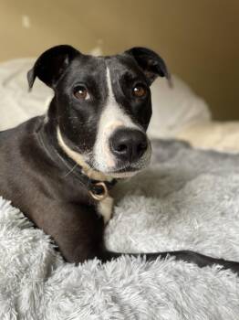 Pit Bull Terrier Dogs Available for Adoption in Rockaway, New Jersey - Lila Dixon | PetCurious